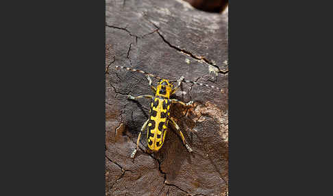 Leiterbock (Saperda scalaris)