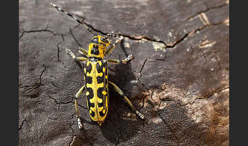 Leiterbock (Saperda scalaris)