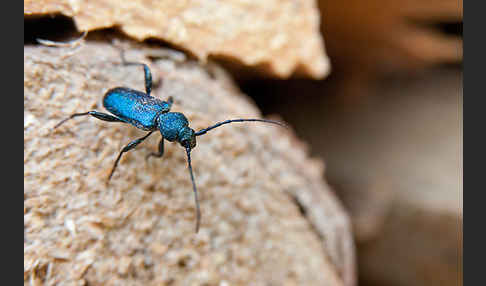 Blauvioletter Scheibenbock (Callidium violaceum)