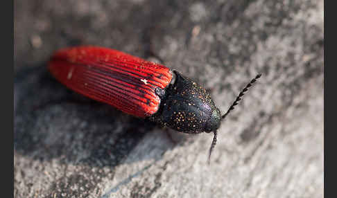 Blutrote Schnellkäfer (Ampedus sanguineus)