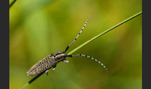 Scheckhorn-Distelbock (Agapanthia villosoviridescens)