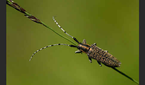 Scheckhorn-Distelbock (Agapanthia villosoviridescens)