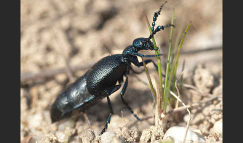 Violetter Ölkäfer (Meloe violaceus)