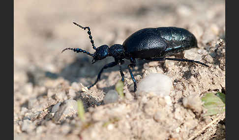 Violetter Ölkäfer (Meloe violaceus)