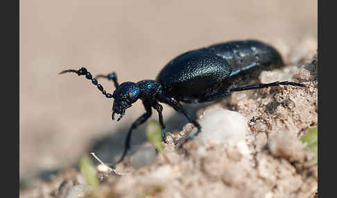 Violetter Ölkäfer (Meloe violaceus)