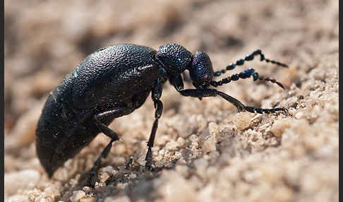 Violetter Ölkäfer (Meloe violaceus)