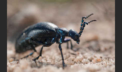 Violetter Ölkäfer (Meloe violaceus)