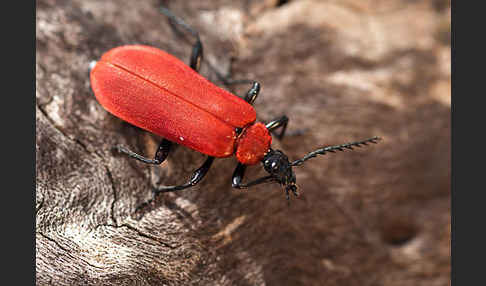 Feuerkäfer (Pyrochroa coccinea)