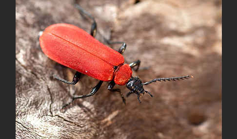 Feuerkäfer (Pyrochroa coccinea)