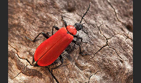 Feuerkäfer (Pyrochroa coccinea)