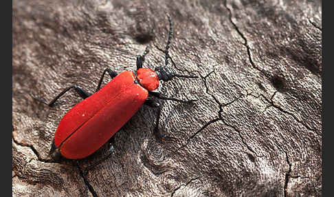 Feuerkäfer (Pyrochroa coccinea)