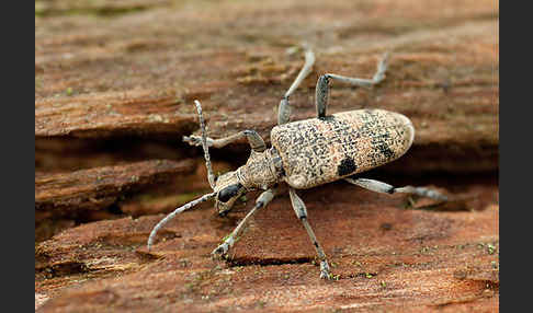 Schwarzfleckiger Zangenbock (Rhagium mordax)