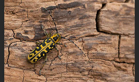 Leiterbock (Saperda scalaris)