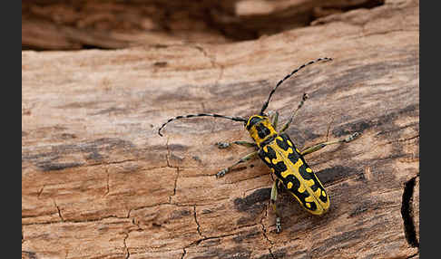 Leiterbock (Saperda scalaris)