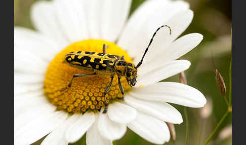 Leiterbock (Saperda scalaris)