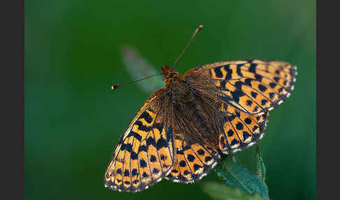 Hochmoor-Perlmutterfalter (Boloria aquilonaris)