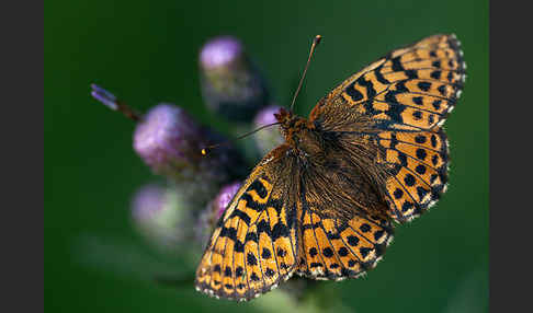 Hochmoor-Perlmutterfalter (Boloria aquilonaris)