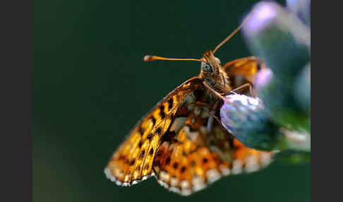 Hochmoor-Perlmutterfalter (Boloria aquilonaris)