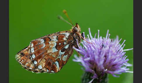 Hochmoor-Perlmutterfalter (Boloria aquilonaris)