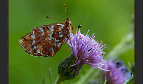 Hochmoor-Perlmutterfalter (Boloria aquilonaris)