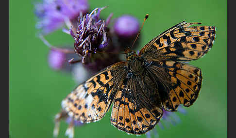 Hochmoor-Perlmutterfalter (Boloria aquilonaris)