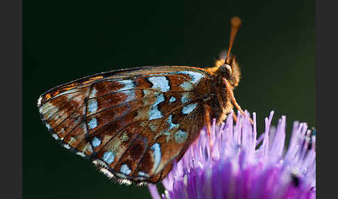 Hochmoor-Perlmutterfalter (Boloria aquilonaris)