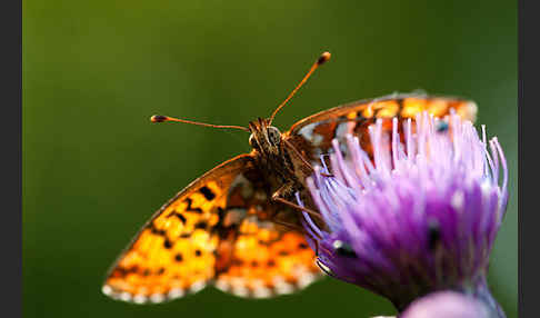 Hochmoor-Perlmutterfalter (Boloria aquilonaris)