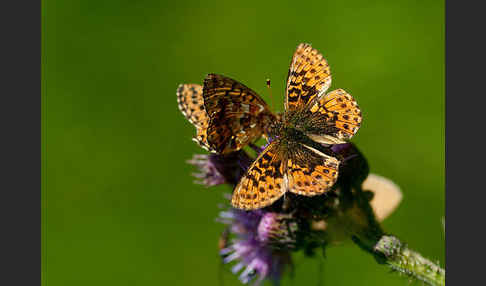 Hochmoor-Perlmutterfalter (Boloria aquilonaris)