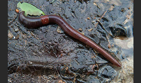 Regenwurm (Lumbricidae spec.)