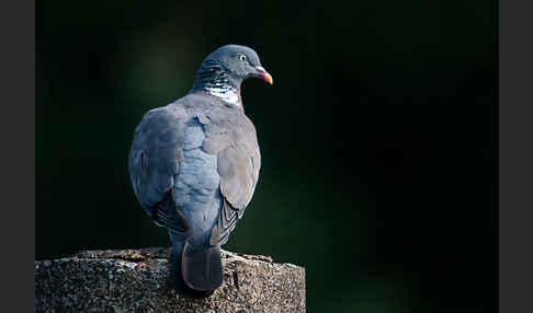 Ringeltaube (Columba palumbus)