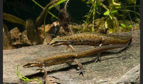 Südlicher Teichmolch (Lissotriton vulgaris meridionalis)