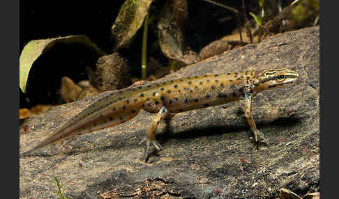 Südlicher Teichmolch (Lissotriton vulgaris meridionalis)