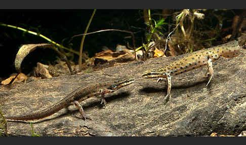Südlicher Teichmolch (Lissotriton vulgaris meridionalis)