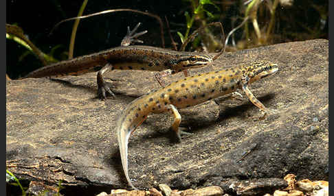 Südlicher Teichmolch (Lissotriton vulgaris meridionalis)