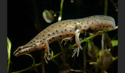 Südlicher Teichmolch (Lissotriton vulgaris meridionalis)