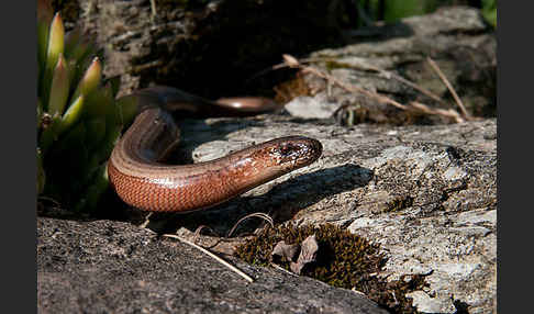 Blindschleiche (Anguis fragilis)