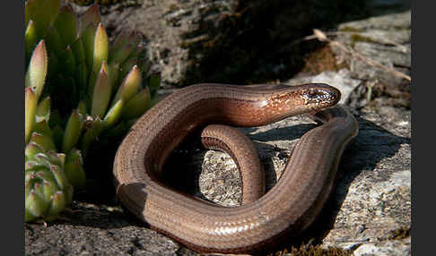 Blindschleiche (Anguis fragilis)