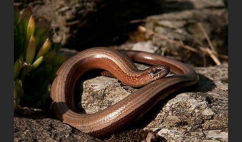 Blindschleiche (Anguis fragilis)