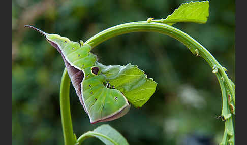 Großer Gabelschwanz (Cerura vinula)