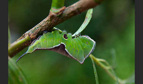 Großer Gabelschwanz (Cerura vinula)