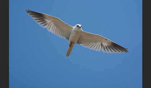 Gleitaar (Elanus caeruleus)