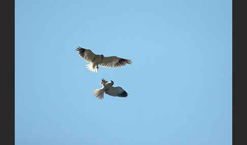 Gleitaar (Elanus caeruleus)