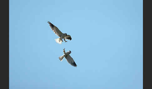 Gleitaar (Elanus caeruleus)