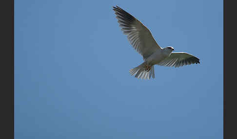 Gleitaar (Elanus caeruleus)