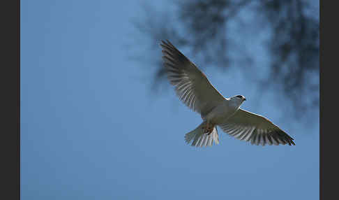 Gleitaar (Elanus caeruleus)