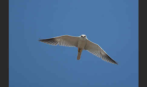 Gleitaar (Elanus caeruleus)