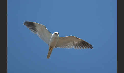 Gleitaar (Elanus caeruleus)