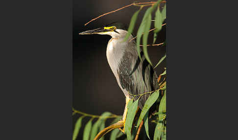 Mangrovenreiher (Butorides striatus)