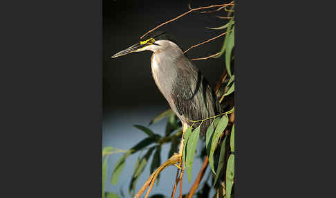 Mangrovenreiher (Butorides striatus)