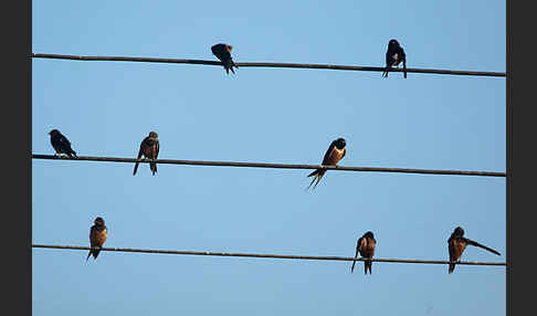 Rauchschwalbe sspec. (Hirundo rustica savignii)